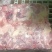 二级种鸡排腿