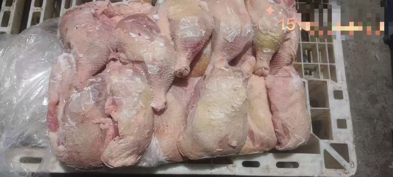二级种鸡排腿