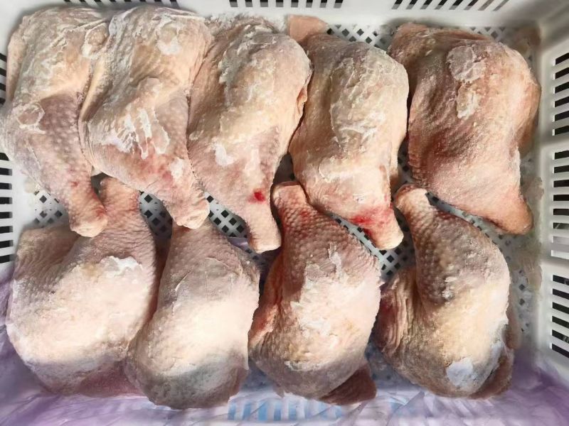 二级种鸡排腿