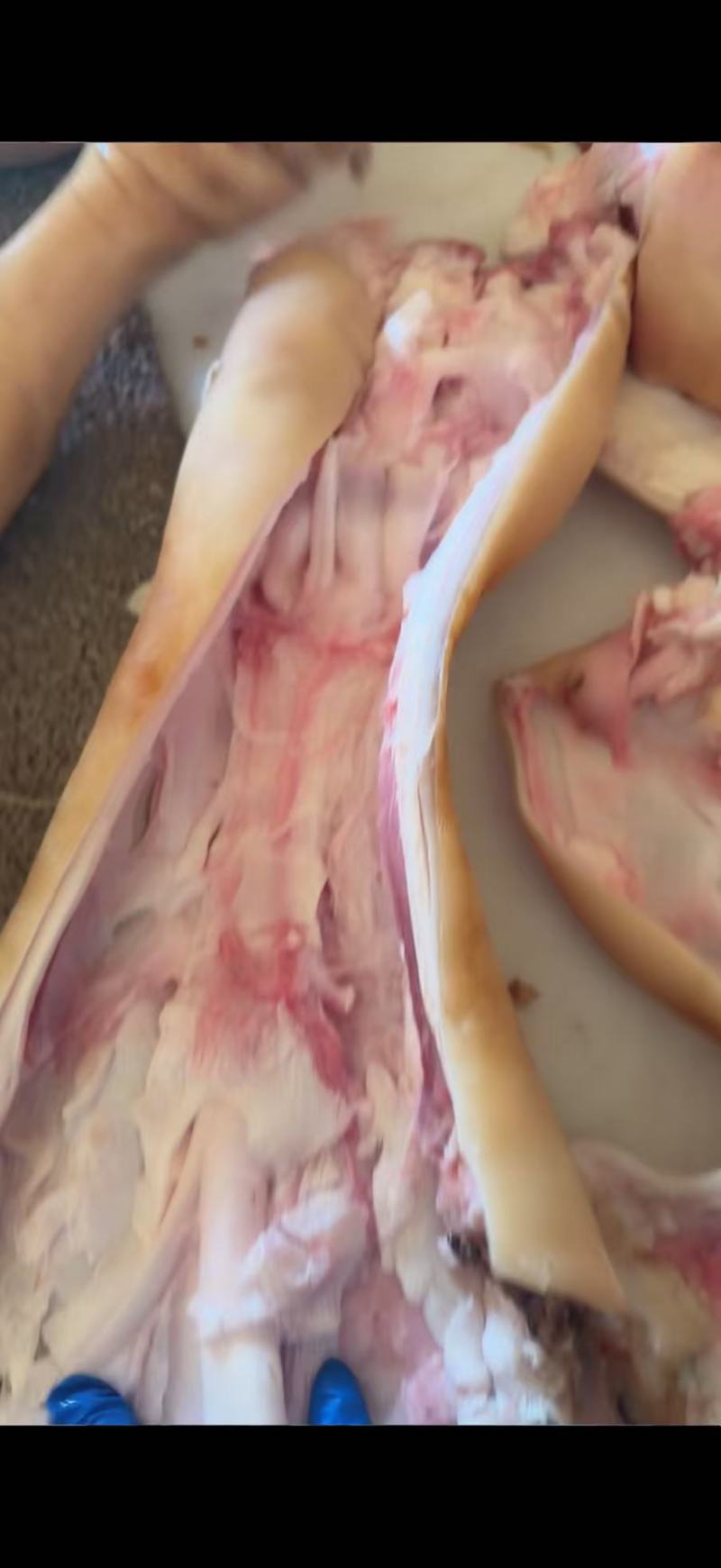 【牛头】牛头宴专用火烧牛头，里外清洗干净，规格齐全