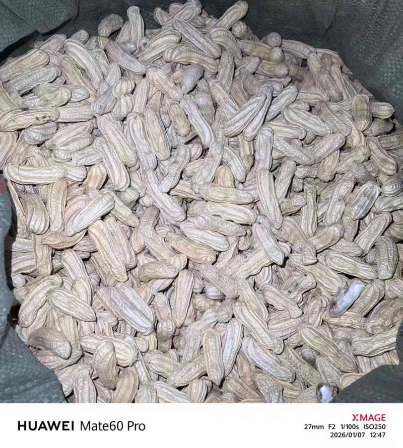 版纳特产黑花生一手货源全国发货量大价优欢迎随时联系