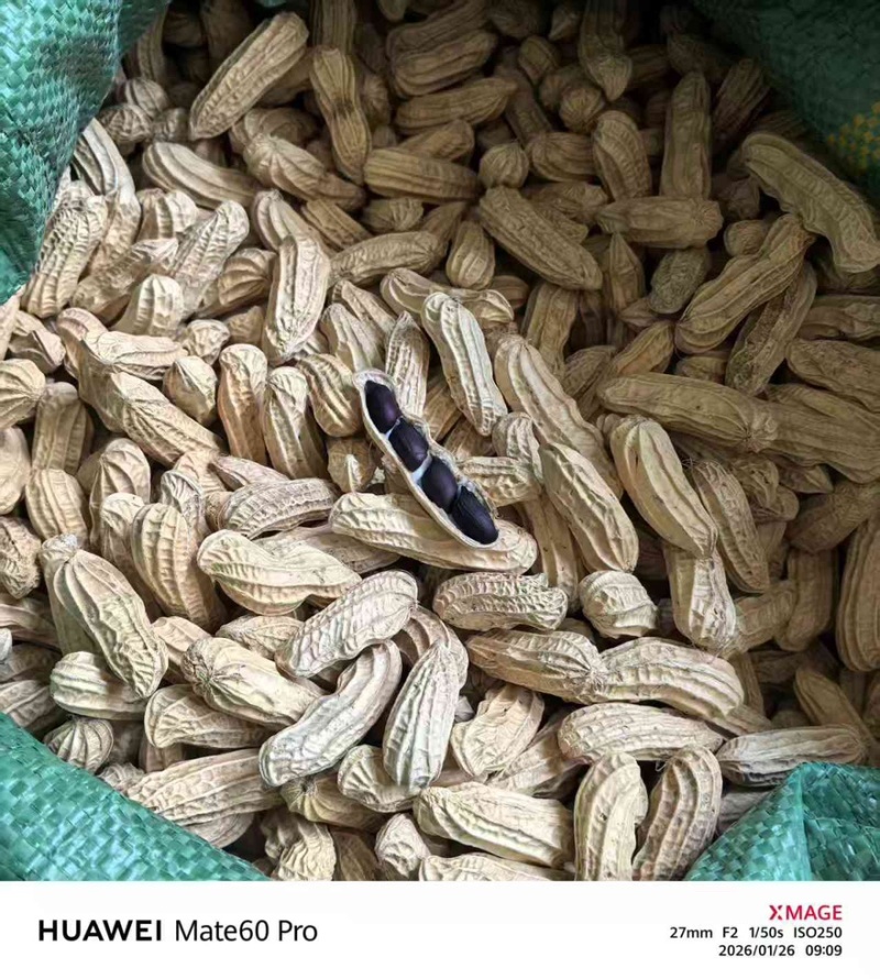 西双版纳精品古黑花生一手货源全国发货量大价优欢迎随时联系