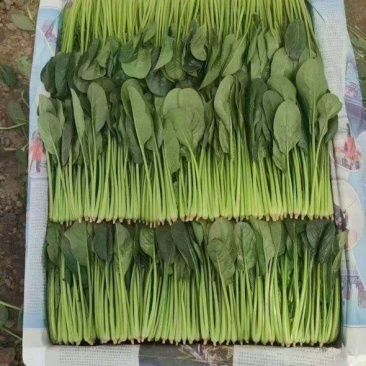 山东省菏泽市成武县孙庙