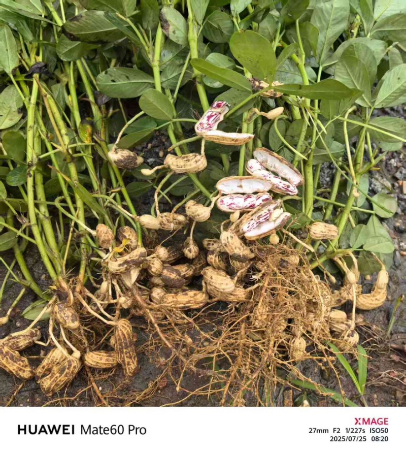 云南版纳黑花生七彩花生，缅甸进口花生。一手货源