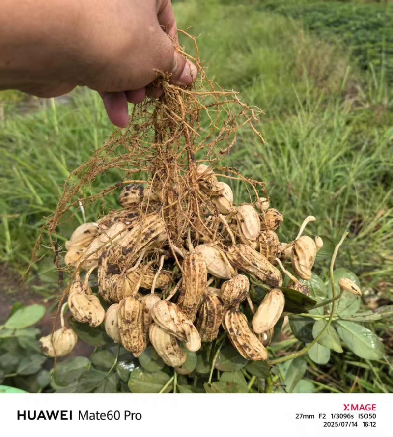 云南版纳黑花生七彩花生，缅甸进口花生。一手货源