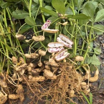 云南版纳黑花生七彩花生，缅甸进口花生。一手货源