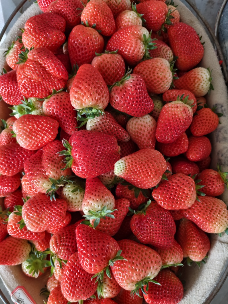 【草莓🍓】宁玉草莓有量，对接全国客商，可发往全国市场！