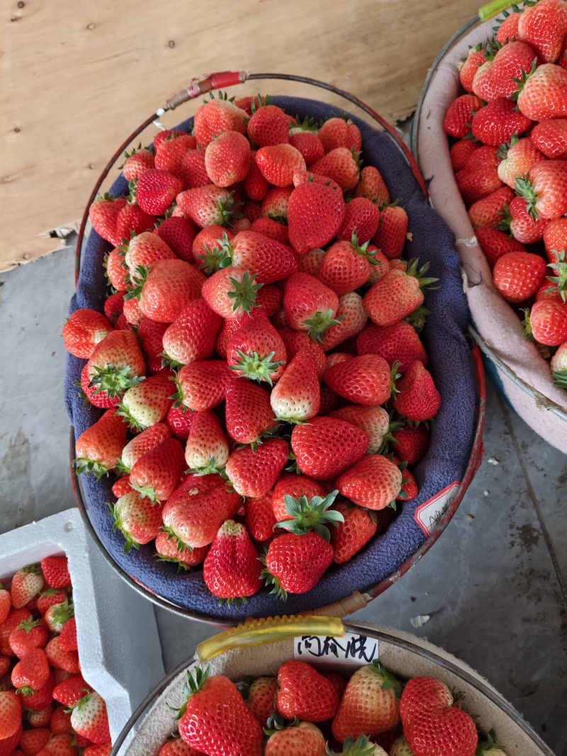【草莓🍓】宁玉草莓有量，对接全国客商，可发往全国市场！