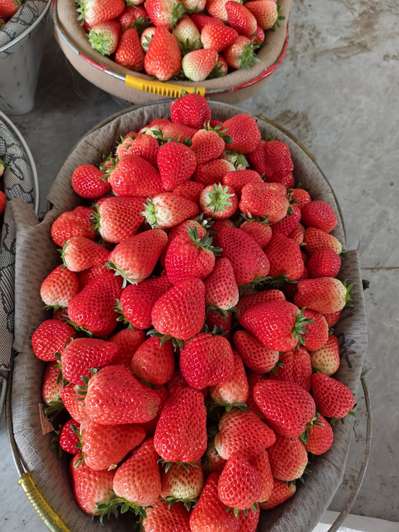 【草莓🍓】宁玉草莓有量，对接全国客商，可发往全国市场！