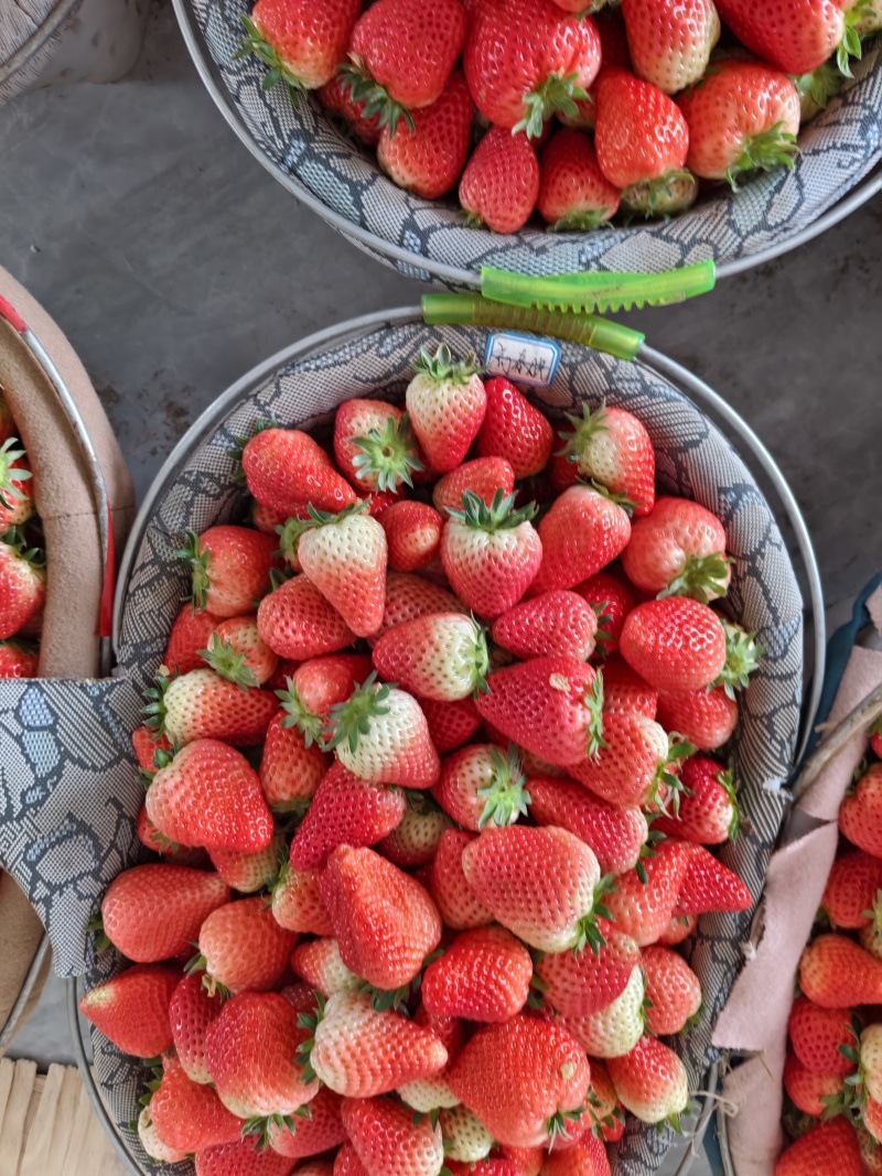 【草莓🍓】宁玉草莓有量，对接全国客商，可发往全国市场！