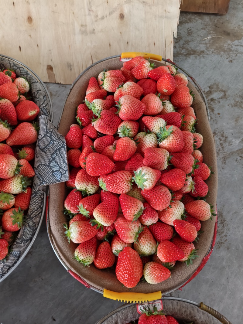 【草莓🍓】宁玉草莓有量，对接全国客商，可发往全国市场！