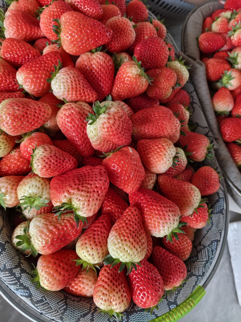 【草莓🍓】宁玉草莓有量，对接全国客商，可发往全国市场！