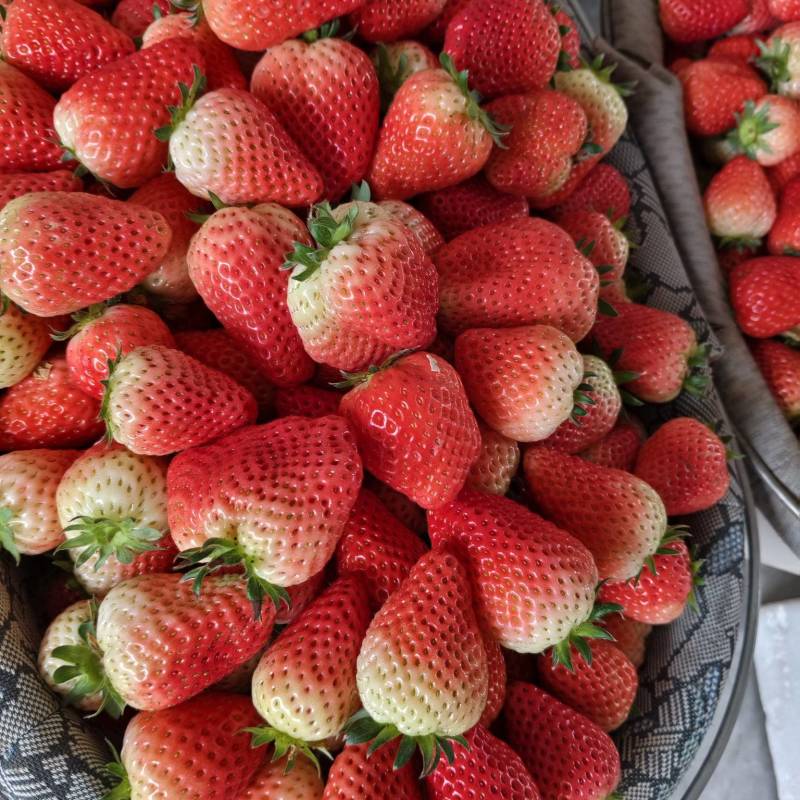 【草莓🍓】宁玉草莓有量，对接全国客商，可发往全国市场！