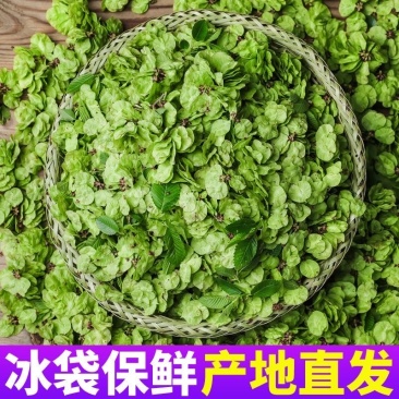 新鲜榆钱