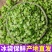 新鲜榆钱
