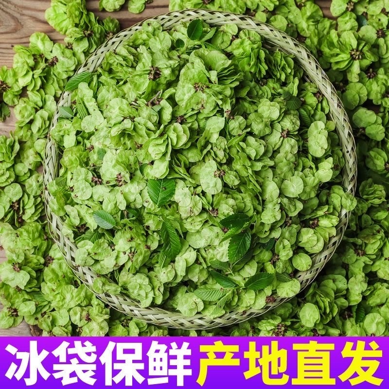 新鲜榆钱