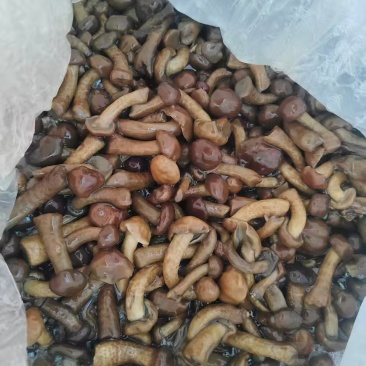 盐渍滑子菇大量有货零售批发品质保障量大从优可电话咨询