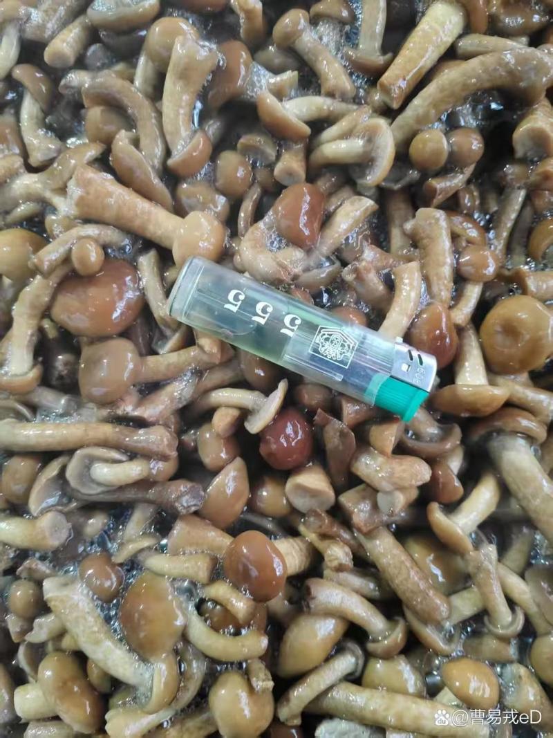 盐渍滑子菇大量有货零售批发品质保障量大从优可电话咨询