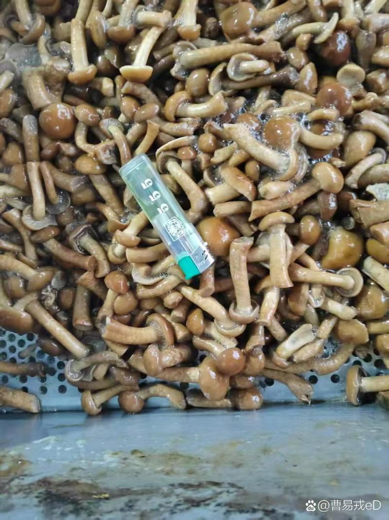 盐渍滑子菇大量有货零售批发品质保障量大从优可电话咨询