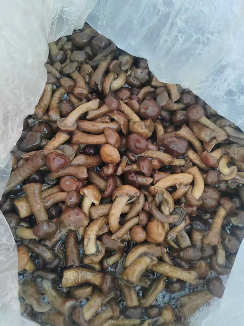 盐渍滑子菇大量有货零售批发品质保障量大从优可电话咨询