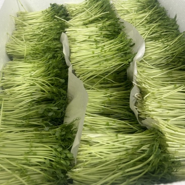 散装现割豌豆芽苗菜