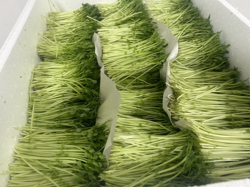 散装现割豌豆芽苗菜