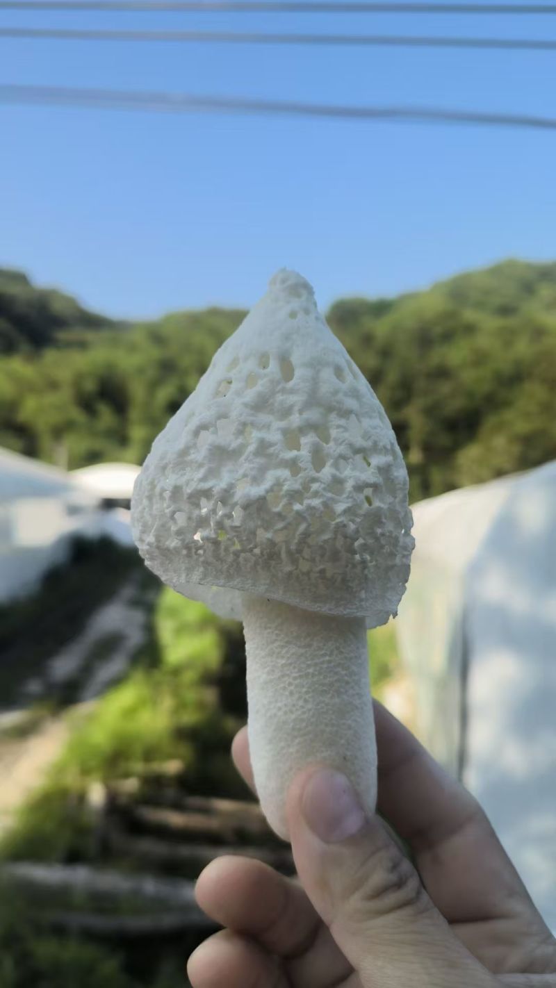 基地现采现发红托竹荪，欢迎供应链，批发商，火锅店等长期合
