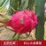 【2棵起售】红心火龙果苗种苗树苗扦插苗无需人工自花授粉