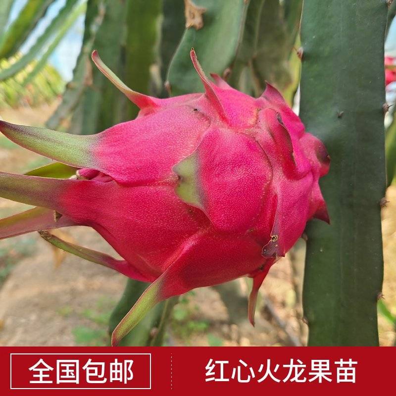 【2棵起售】红心火龙果苗种苗树苗扦插苗无需人工自花授粉