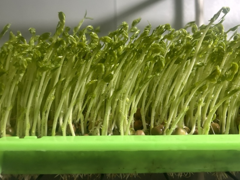 散装现割豌豆芽苗菜