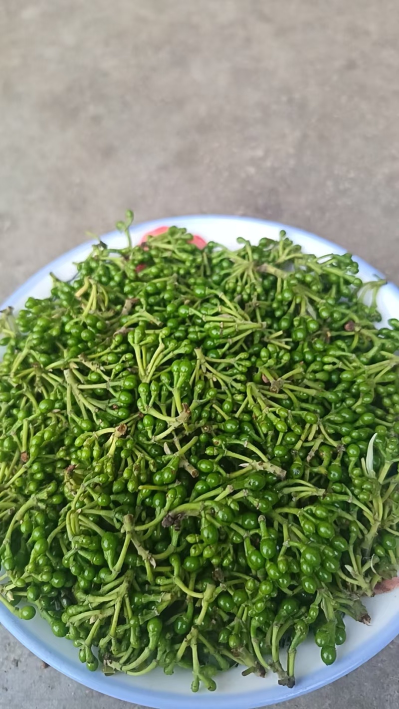 塘房山胡椒