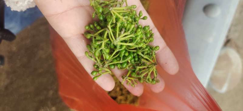 塘房山胡椒