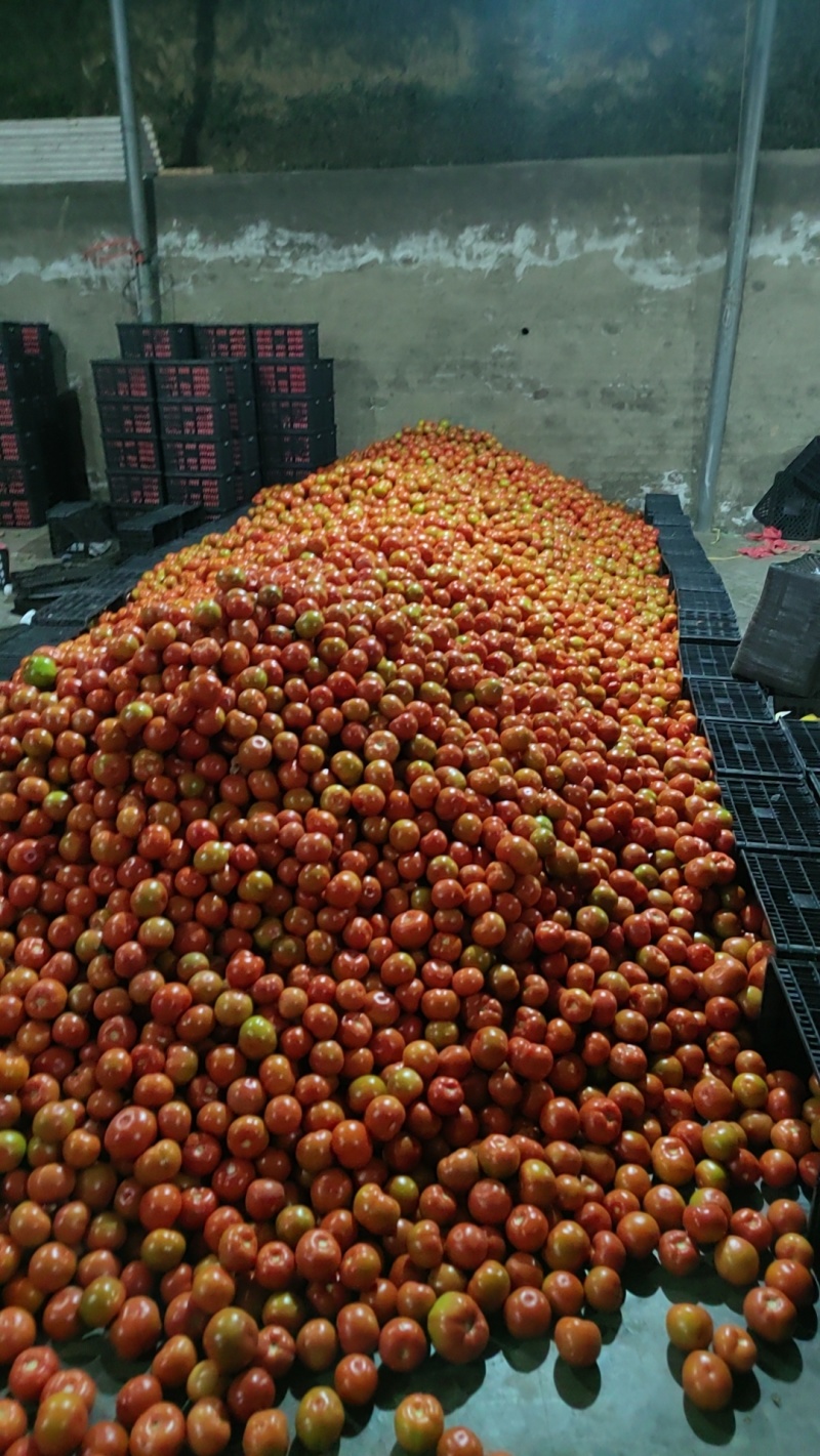 硬粉西红柿万亩基地直发全国发货一手货源支持视频看货