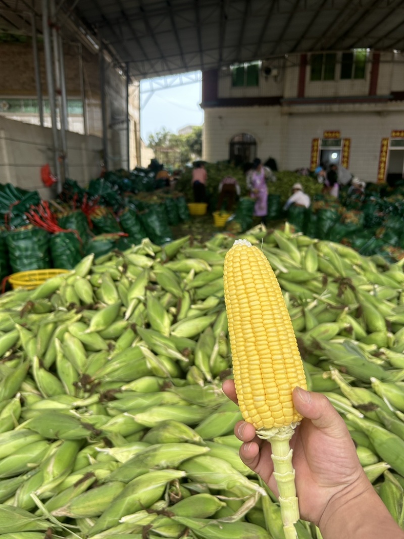徐闻产地直供，水果玉米泰鲜甜、个大饱满