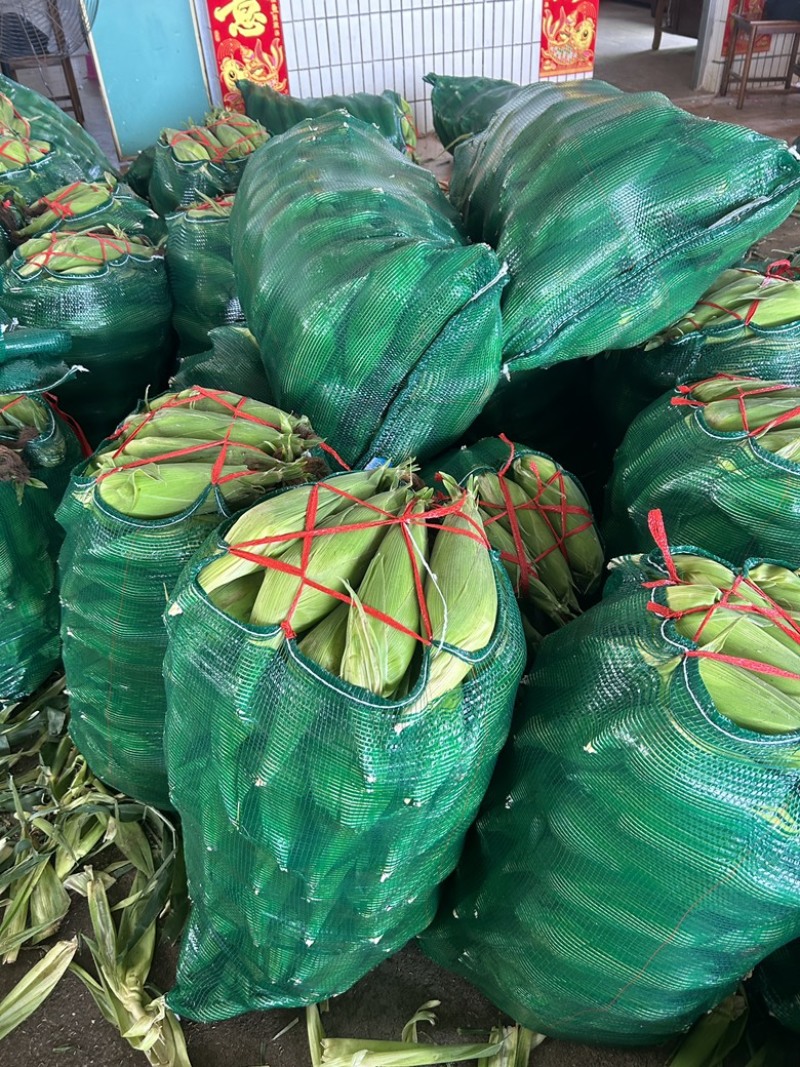 徐闻产地直供，水果玉米泰鲜甜、个大饱满
