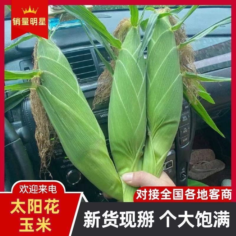 太阳花玉米产地火爆销售中对接电商平台团购市场商超保证质量