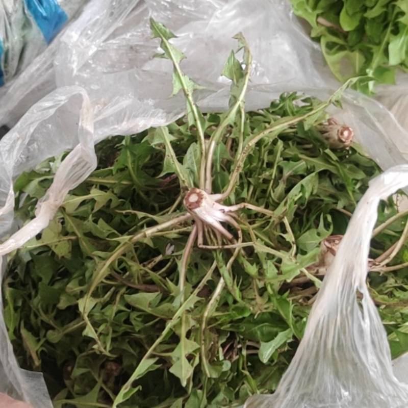 婆婆丁曲麻菜批发