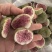 无花果干实物拍摄无糖无硫黄放心食用冻干无花果