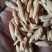 生态麦冬和常规麦冬