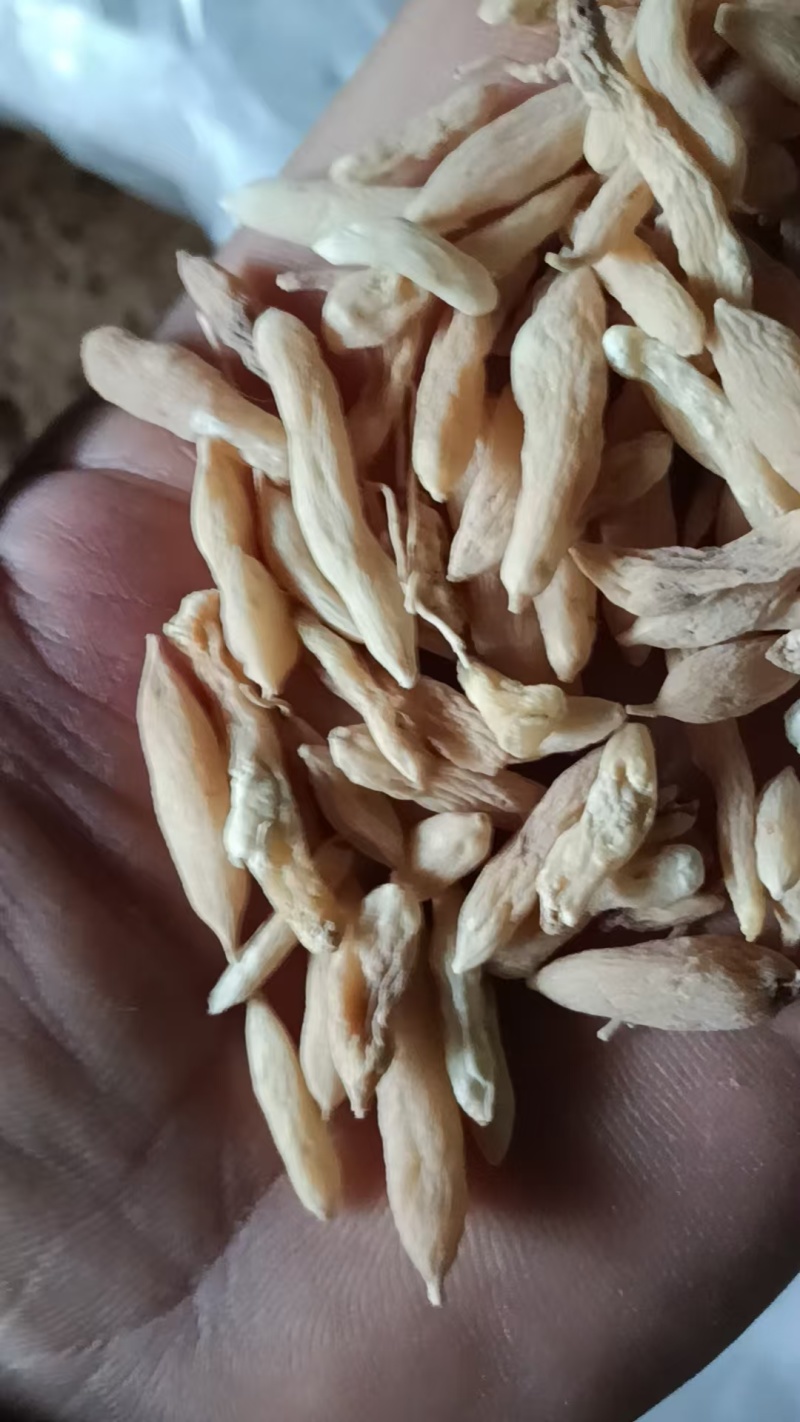 生态麦冬和常规麦冬