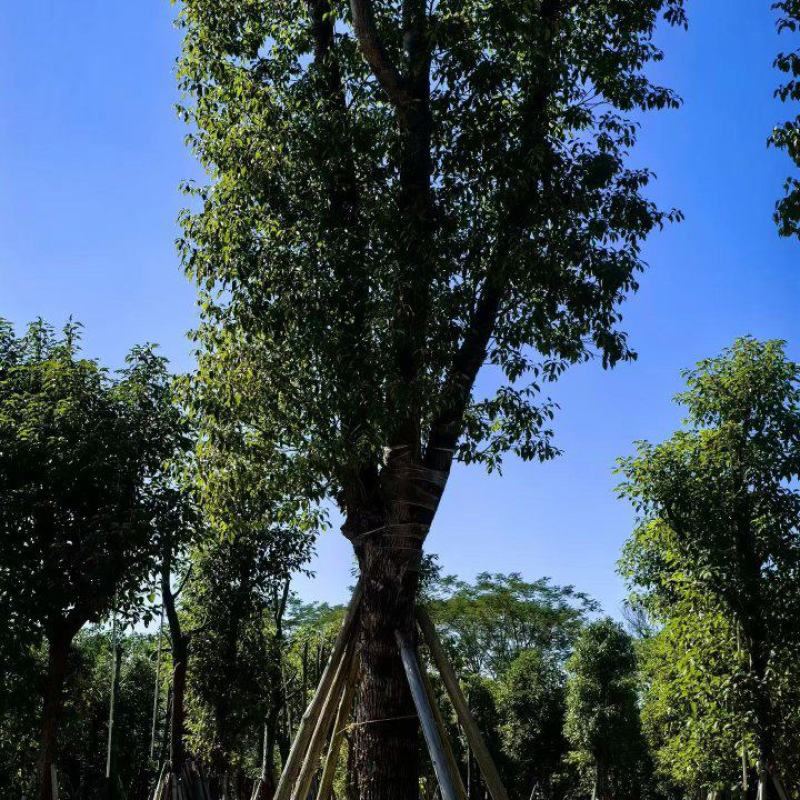 樟树20-30公分大量现货