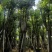 樟树20-30公分大量现货