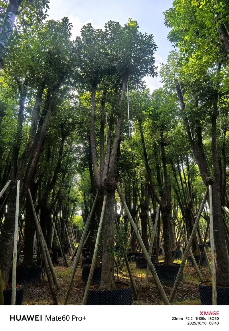 樟树20-30公分大量现货