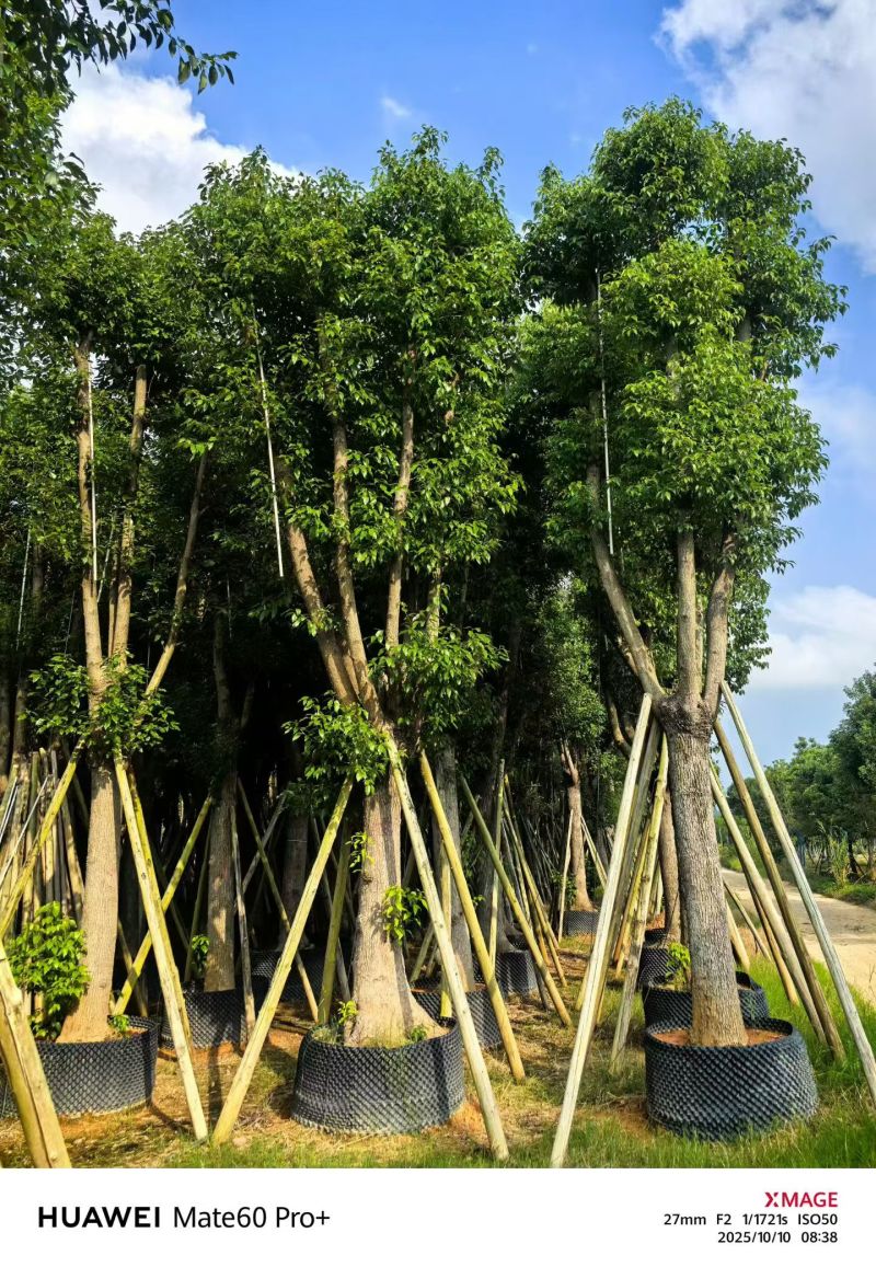 樟树20-30公分大量现货