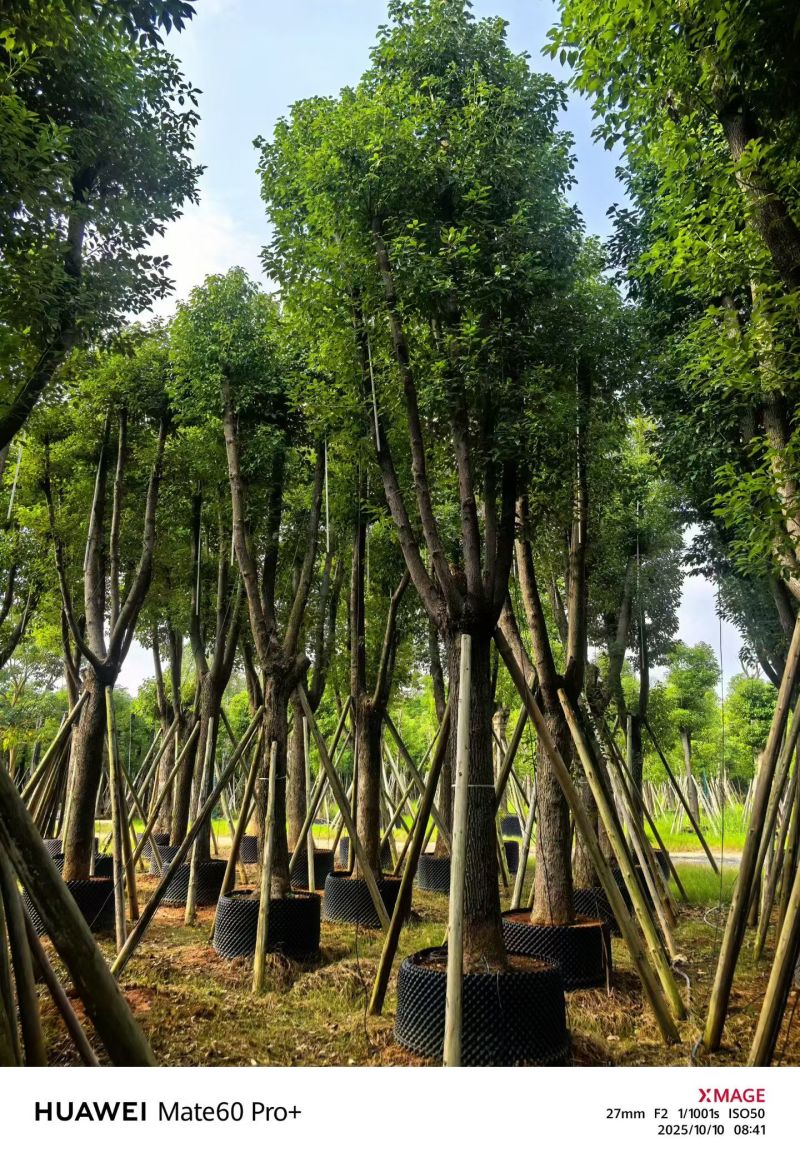 樟树20-30公分大量现货