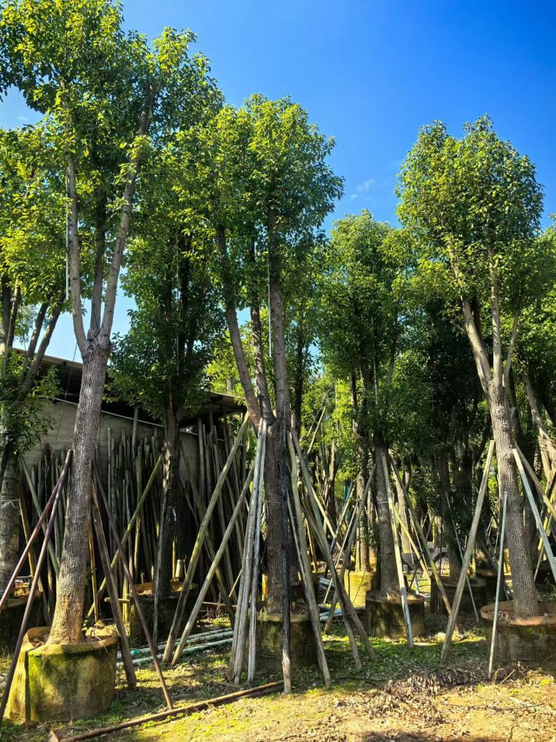 樟树20-30公分大量现货