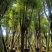 樟树20-30公分大量现货