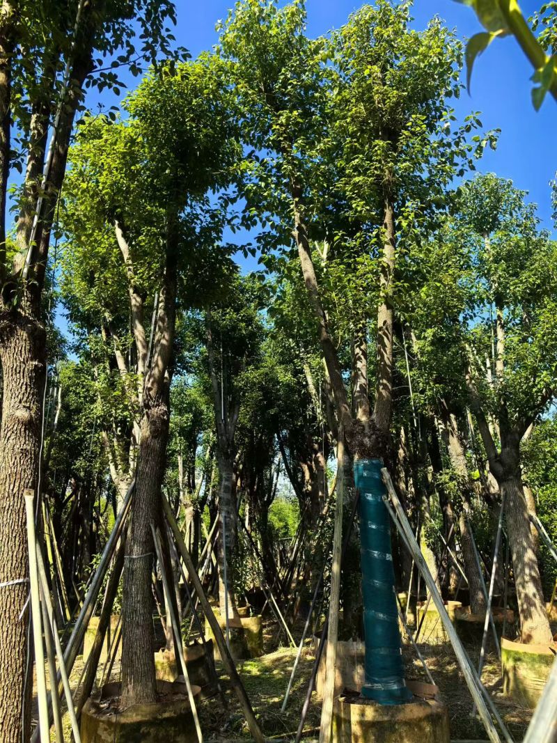 樟树20-30公分大量现货