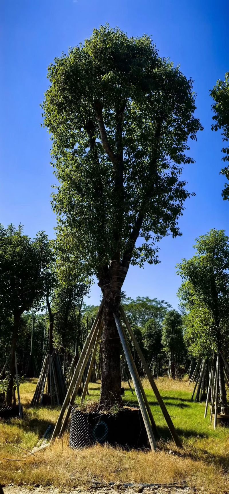 樟树20-30公分大量现货