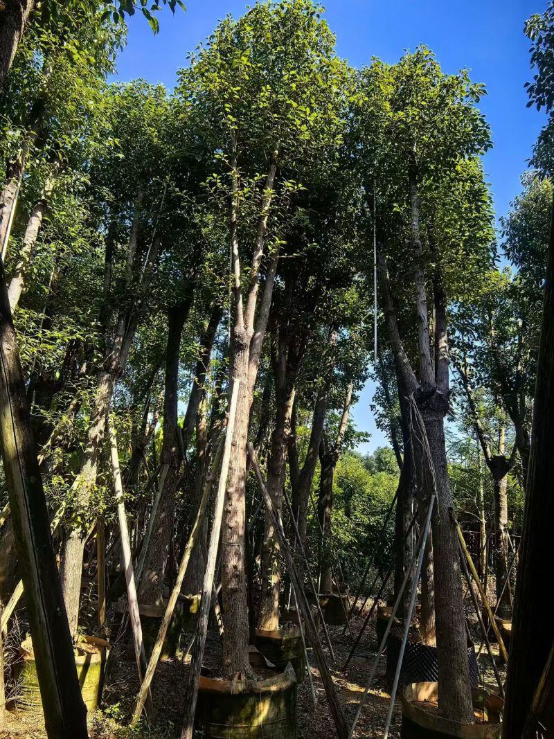 樟树20-30公分大量现货